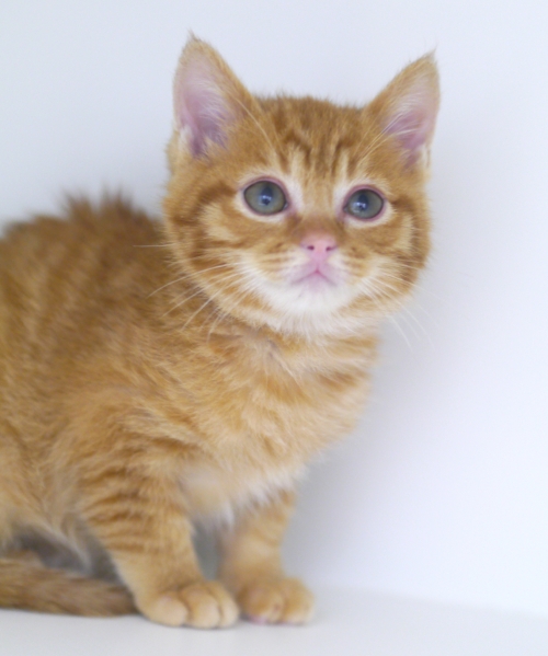 左寄せパターン