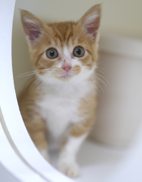 左寄せパターン