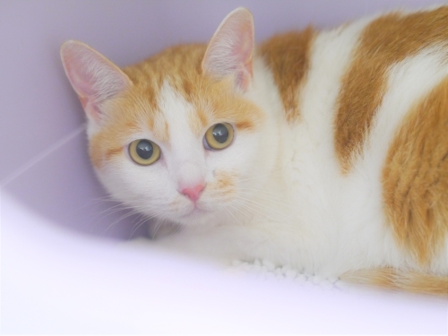 左寄せパターン