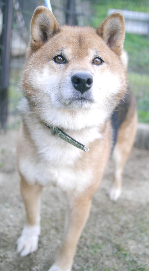 左寄せパターン