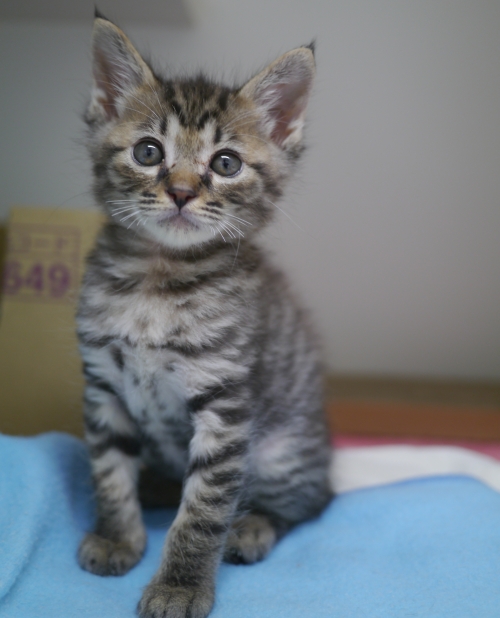 左寄せパターン