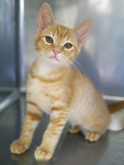 左寄せパターン