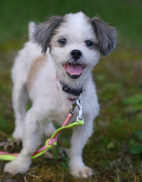 左寄せパターン