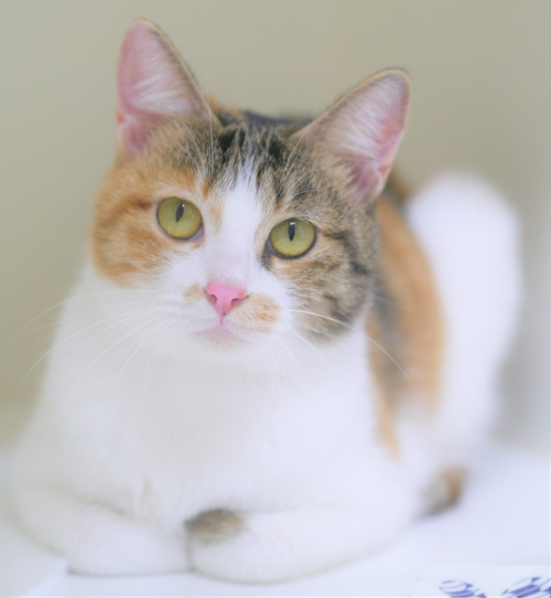 左寄せパターン