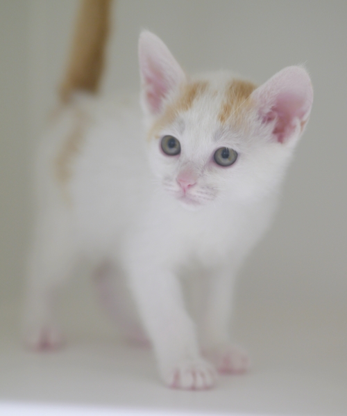 左寄せパターン