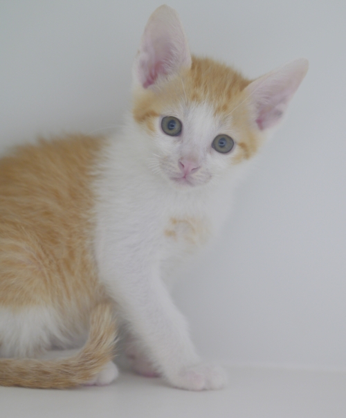 左寄せパターン