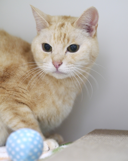 左寄せパターン