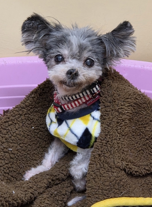 左寄せパターン