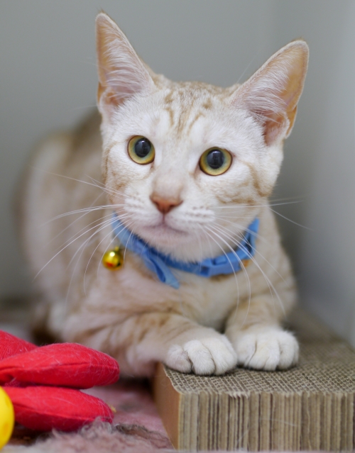 左寄せパターン