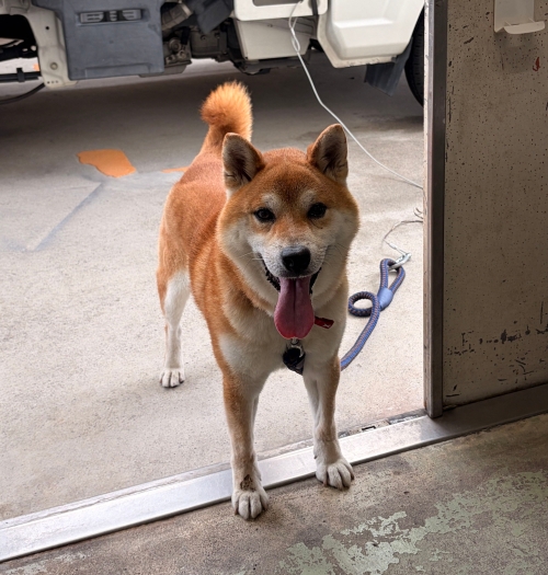 犬の写真