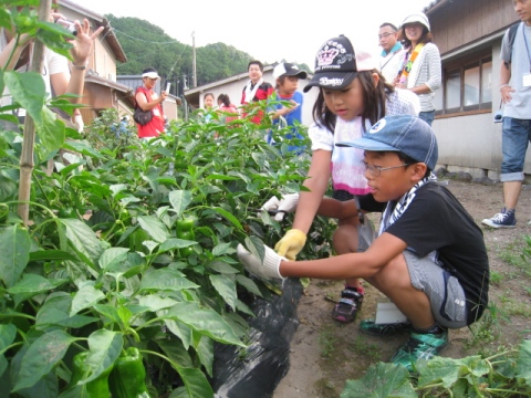 野菜収穫