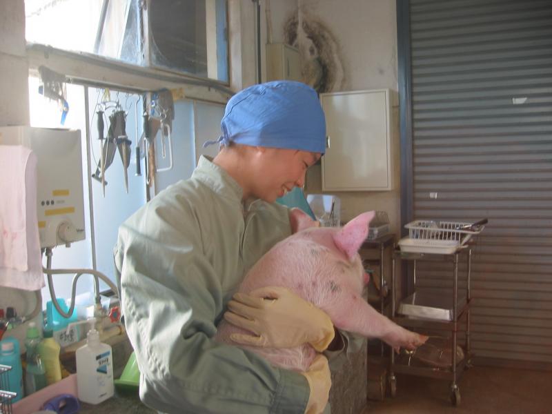 子豚の臨床検査