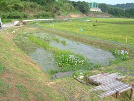 ほ場整水張休耕田