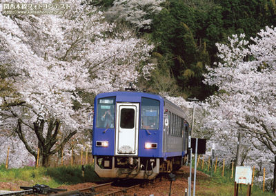 桜名所百選を走る