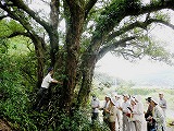 ウバメガシの古木を測る