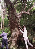 ホルトノキの古木を測る