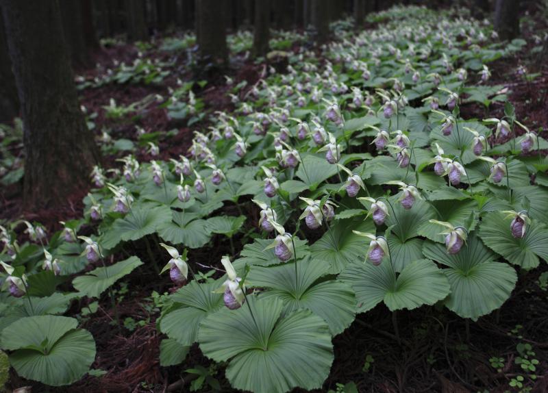 くまがい草の森