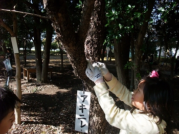 樹名プレート掛け替えの写真3