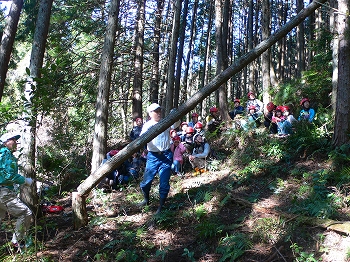 間伐作業見学の写真3