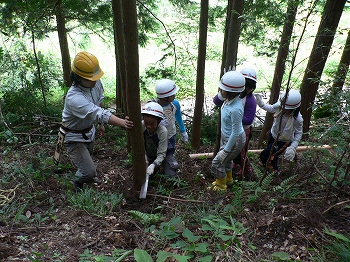 間伐材の運び出し