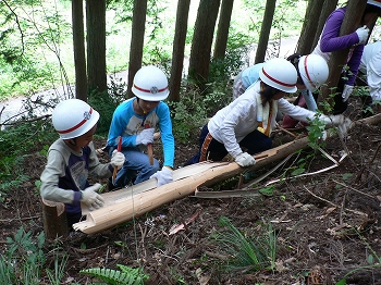 間伐材の運び出し