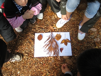 森林の活動体験教室
