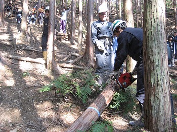 間伐作業の見学