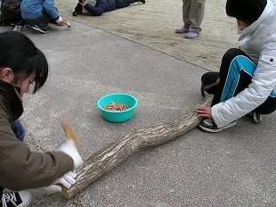 椎茸の菌打ち体験