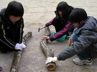 椎茸の菌打ち体験