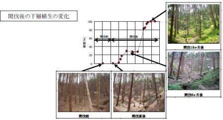 間伐後の下層植生の変化