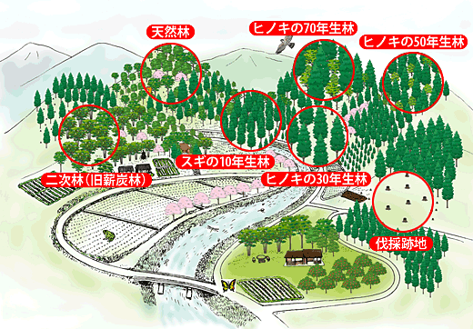 イラスト：流域単位の森林の空間配置イメージ