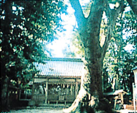 堂ヶ山神明社のクスノキ