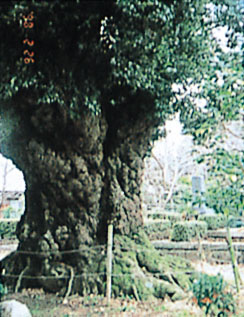正覚寺のツブラジイ