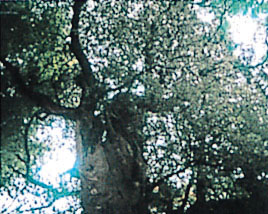 東平寺のシイノキ樹叢