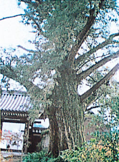 西念寺（さいねんじ）のカヤノキ