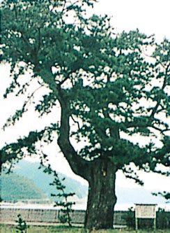 三木里海岸のクロマツ