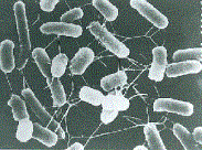 細菌イメージ