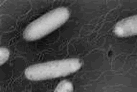 サルモネラ菌の写真