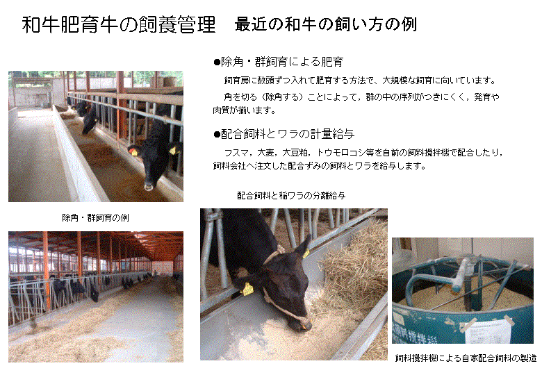 和牛肥育牛の最近の飼い方の例を示した図です。