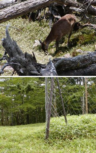 三重県｜林業研究所：シカの侵入を防ぐ効果的な柵とは？