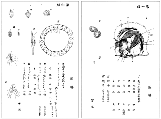 「しんじゅ」の図、赤潮プランクトンの図