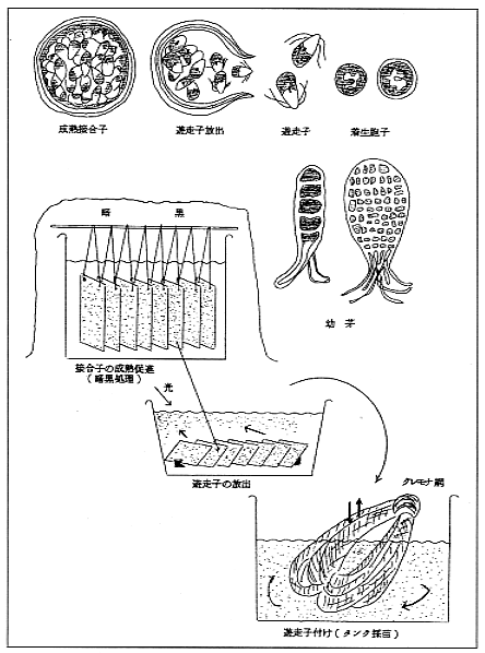 アオノリの室内タンク採苗の手順図
