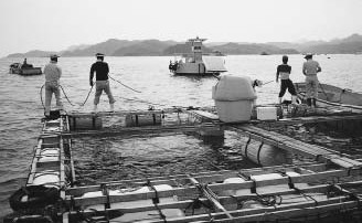 海洋牧場に浮かんだ音響給餌ブイ