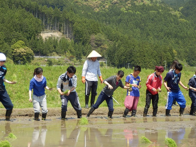 田植えに突入