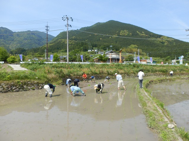 田植え