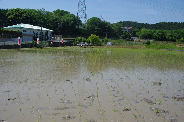 田植終了