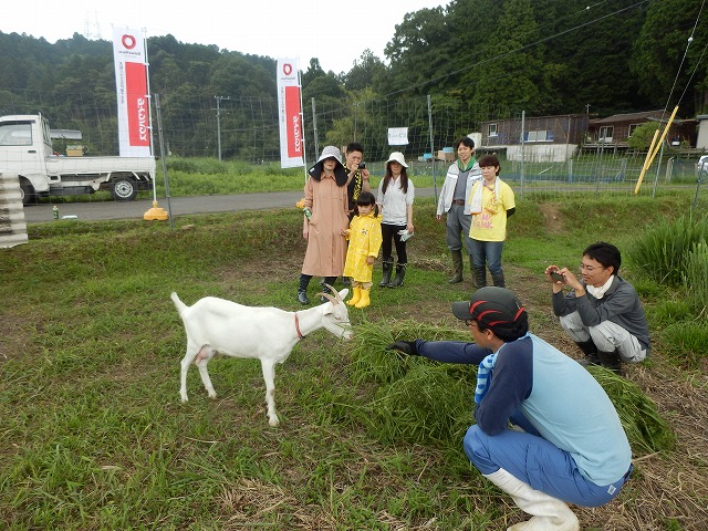 ヤギ草やる