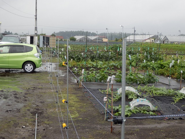 完成した柵