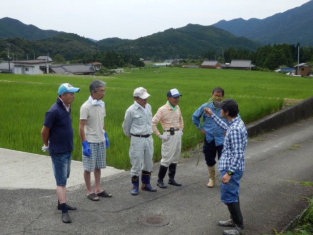 除草説明　ヒエ