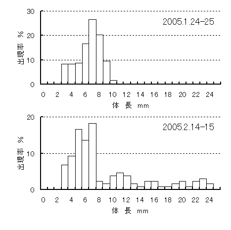 採集されたイカナゴ仔魚の体長組成